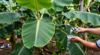 6 Best Banana Plants for Gardens in 2026