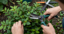 13 Best Fast-Growing Shrubs in 2026