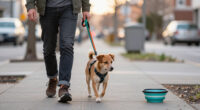 8 Best Dog Walking Accessories in 2026