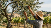 Sting Grows Olives, Vegetables And Produces Wine At His 900-Acre Tuscany Estate. British Singer Reveals Ho