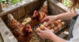 CDC Declares End To Salmonella Outbreak Traced To Backyard Flocks